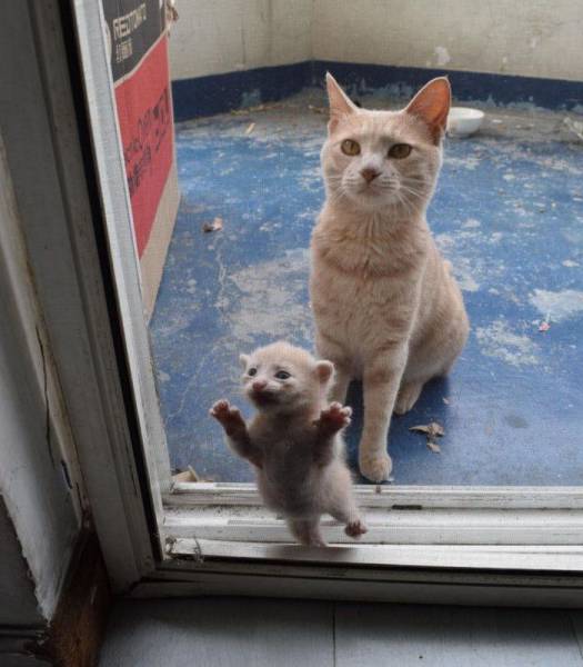 国际网红小狗 00300004767_ed154aaf.jpg