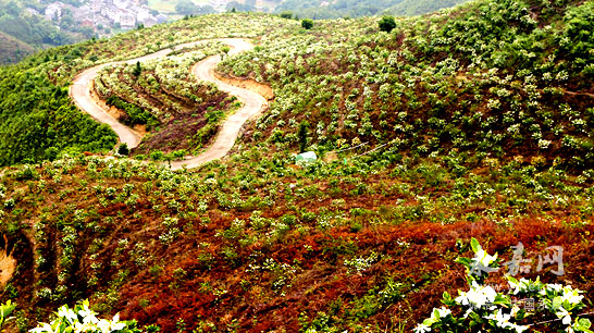 千亩栀子花海打造现代化农业龙头
