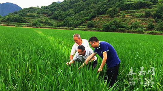 永嘉网专家服务团成员赴乌牛指导早稻抽穗期管