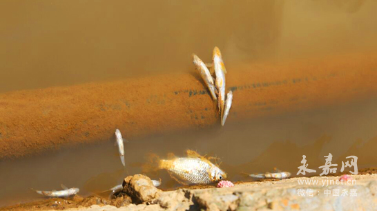 桥头溪心河流发生大量死鱼 护渔志愿者挺身而
