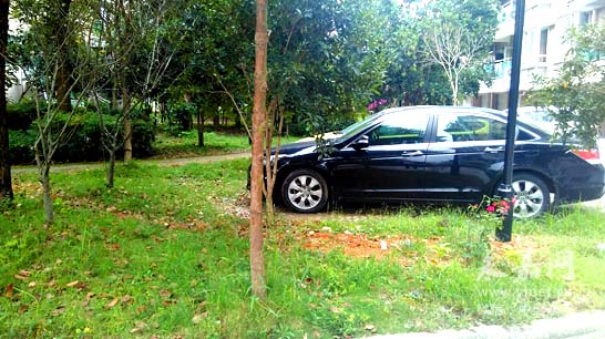 绿化带成停车场 杂物垃圾随意丢