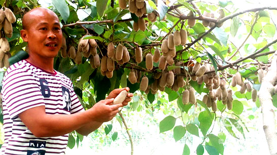 碧莲镇邵园村村民邵友存引种的白毛猕猴桃迎来