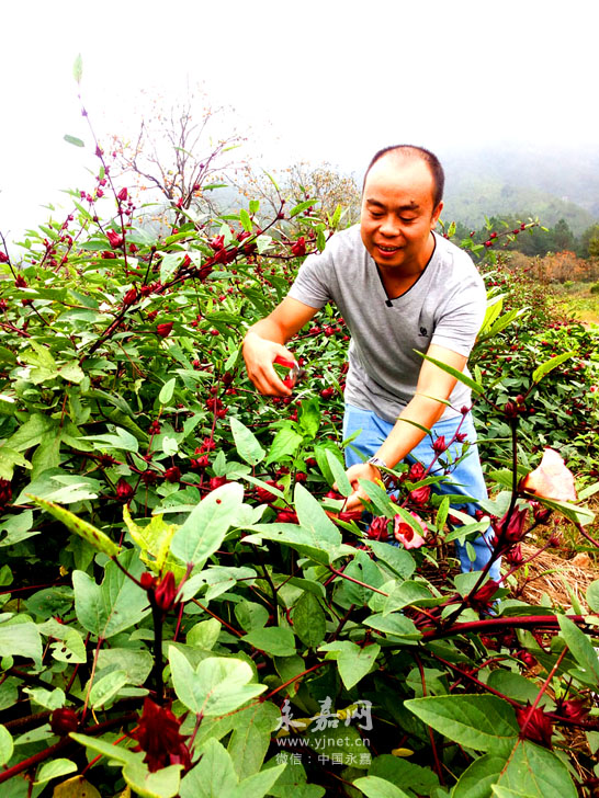 神奇红桃K ,这个秋季等您来采摘