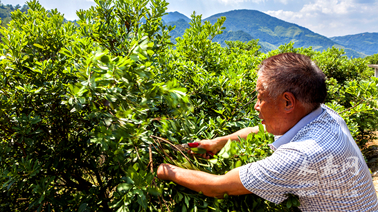 杨梅树 秋季修剪正当时