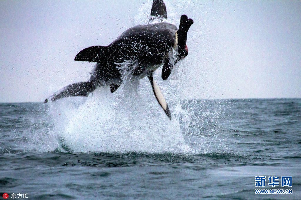 实拍南非大白鲨破水而出 生吞饵食凶猛霸气(组