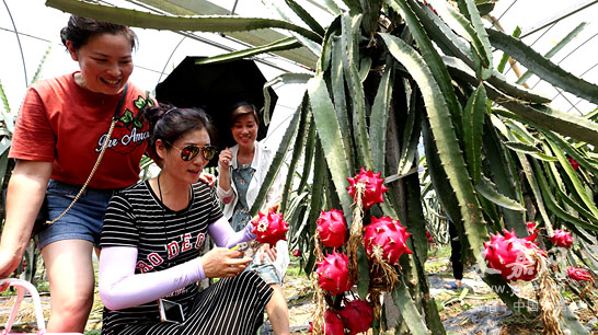 红心火龙果上市 家门口便可采摘