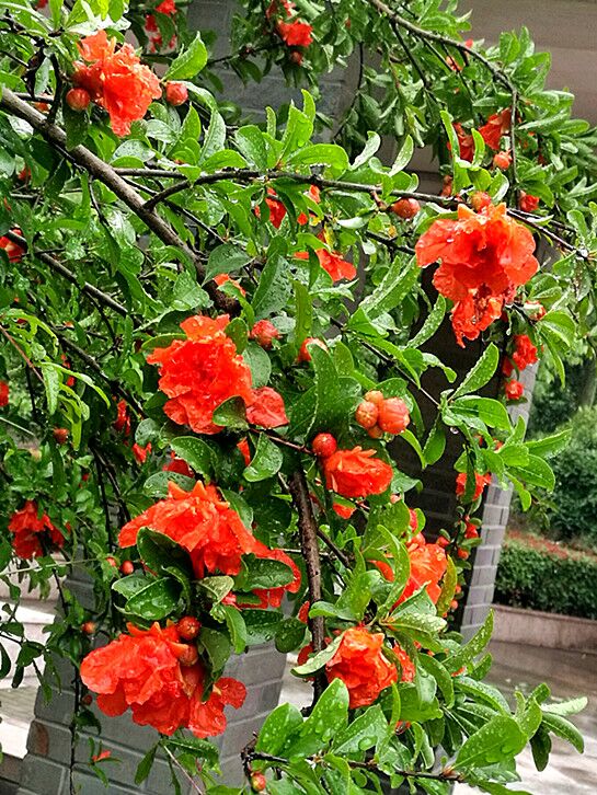 鹅浦公园:石榴花怒放 赏花正当时