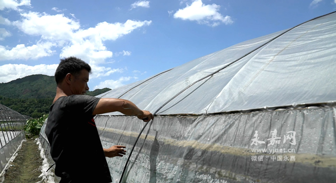 大棚膜排行_这个地方下一步要强制无补贴拆除大棚膜,只让种植露天蔬菜,这消息...