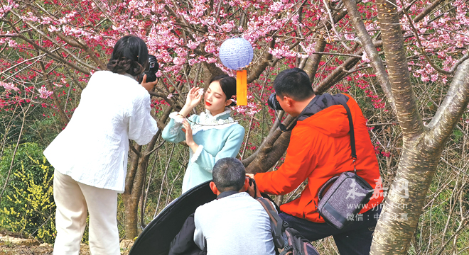 第三届温州樱花园赏樱节开幕 - 永嘉网