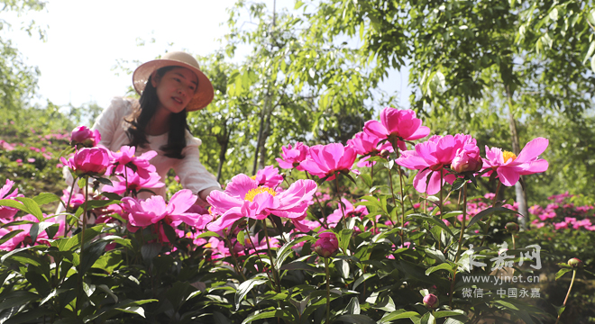 温州樱花园的芍药花开了 接下来十多天是赏花最好时间